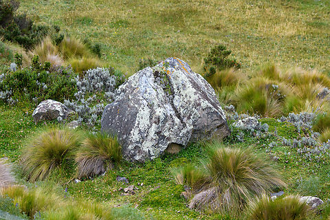 P&aacute;ramo scenery, Antisana Ecological Reserve, Ecuador Showing various plants, mosses and lichen exclusive to this altitude. Antisana Ecological Reserve,Ecuador,Ecuador 2021,Geotagged,P&aacute;ramo,South America,Spring,World