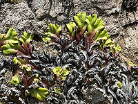 Marchantia plicata - closeup, Antisana Ecological Reserve, Ecuador The main goal of our visit to Antisana Ecological Reserve was birding but we would also take quick smartphone snaps of unusual plants, fungi, etc. Basically, everything in the Páramo is unusual, so even the simplest capture may prove interesting.<br />
<br />
Manuel (our guide) and I spotted this one simultaneously because it really stands out. We agreed that it was likely some unusual lichen. Now back home I accidentally ran into the species ID and learn it's a liverwort (plant) instead, and a pretty obscure one. It's also the first liverwort I ever photographed, unknowingly in this case.<br />
https://www.jungledragon.com/image/129887/marchantia_plicata_antisana_ecological_reserve_ecuador.html Antisana Ecological Reserve,Ecuador,Ecuador 2021,Geotagged,Marchantia plicata,Páramo,South America,Spring,World