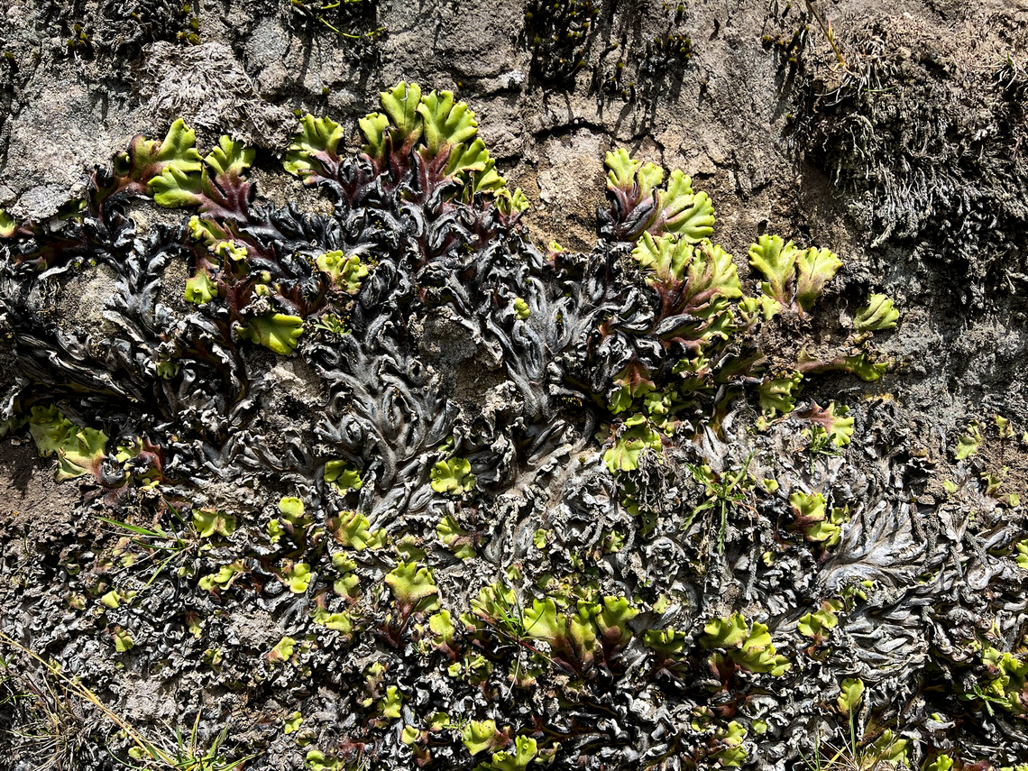 Marchantia plicata, Antisana Ecological Reserve, Ecuador The main goal of our visit to Antisana Ecological Reserve was birding but we would also take quick smartphone snaps of unusual plants, fungi, etc. Basically, everything in the P&aacute;ramo is unusual, so even the simplest capture may prove interesting.<br />
<br />
Manuel (our guide) and I spotted this one simultaneously because it really stands out. We agreed that it was likely some unusual lichen. Now back home I accidentally ran into the species ID and learn it&#039;s a liverwort (plant) instead, and a pretty obscure one. It&#039;s also the first liverwort I ever photographed, unknowingly in this case.<br />
<figure class="photo"><a href="https://www.jungledragon.com/image/129886/marchantia_plicata_-_closeup_antisana_ecological_reserve_ecuador.html" title="Marchantia plicata - closeup, Antisana Ecological Reserve, Ecuador"><img src="https://s3.amazonaws.com/media.jungledragon.com/images/2/129886_thumb.jpg?AWSAccessKeyId=05GMT0V3GWVNE7GGM1R2&Expires=1767225610&Signature=gtFsAgKsJBaP1oqxM3I3gag3mtI%3D" width="200" height="150" alt="Marchantia plicata - closeup, Antisana Ecological Reserve, Ecuador The main goal of our visit to Antisana Ecological Reserve was birding but we would also take quick smartphone snaps of unusual plants, fungi, etc. Basically, everything in the P&aacute;ramo is unusual, so even the simplest capture may prove interesting.<br />
<br />
Manuel (our guide) and I spotted this one simultaneously because it really stands out. We agreed that it was likely some unusual lichen. Now back home I accidentally ran into the species ID and learn it&#039;s a liverwort (plant) instead, and a pretty obscure one. It&#039;s also the first liverwort I ever photographed, unknowingly in this case.<br />
https://www.jungledragon.com/image/129887/marchantia_plicata_antisana_ecological_reserve_ecuador.html Antisana Ecological Reserve,Ecuador,Ecuador 2021,Geotagged,Marchantia plicata,P&aacute;ramo,South America,Spring,World" /></a></figure> Antisana Ecological Reserve,Ecuador,Ecuador 2021,Geotagged,Marchantia plicata,Páramo,South America,Spring,World