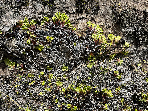 Marchantia plicata, Antisana Ecological Reserve, Ecuador The main goal of our visit to Antisana Ecological Reserve was birding but we would also take quick smartphone snaps of unusual plants, fungi, etc. Basically, everything in the Páramo is unusual, so even the simplest capture may prove interesting.

Manuel (our guide) and I spotted this one simultaneously because it really stands out. We agreed that it was likely some unusual lichen. Now back home I accidentally ran into the species ID and learn it's a liverwort (plant) instead, and a pretty obscure one. It's also the first liverwort I ever photographed, unknowingly in this case.
https://www.jungledragon.com/image/129886/marchantia_plicata_-_closeup_antisana_ecological_reserve_ecuador.html Antisana Ecological Reserve,Ecuador,Ecuador 2021,Geotagged,Marchantia plicata,Páramo,South America,Spring,World
