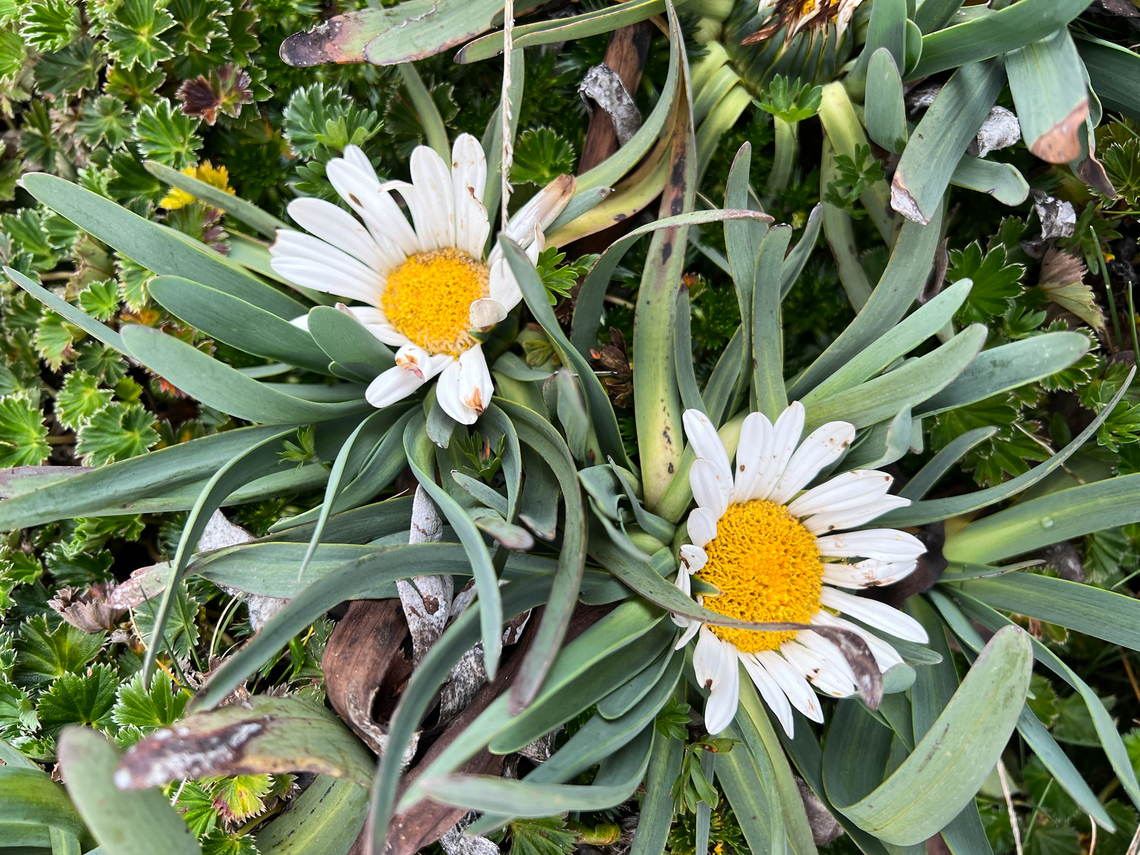 Werneria nubigena, Antisana Ecological Reserve, Ecuador  Antisana Ecological Reserve,Ecuador,Ecuador 2021,Geotagged,P&aacute;ramo,South America,Spring,Werneria nubigena,World