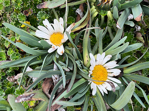 Werneria nubigena, Antisana Ecological Reserve, Ecuador  Antisana Ecological Reserve,Ecuador,Ecuador 2021,Geotagged,P&aacute;ramo,South America,Spring,Werneria nubigena,World