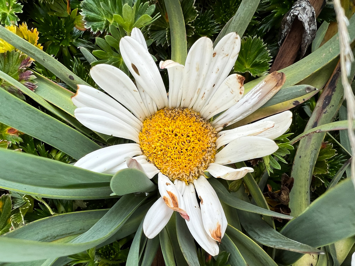Werneria nubigena, Antisana Ecological Reserve, Ecuador  Antisana Ecological Reserve,Ecuador,Ecuador 2021,Geotagged,P&aacute;ramo,South America,Spring,Werneria nubigena,World