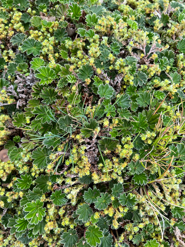 Alchemilla orbiculata, Antisana Ecological Reserve, Ecuador <figure class="photo"><a href="https://www.jungledragon.com/image/129882/alchemilla_orbiculata_-_closeup_antisana_ecological_reserve_ecuador.html" title="Alchemilla orbiculata - closeup, Antisana Ecological Reserve, Ecuador"><img src="https://s3.amazonaws.com/media.jungledragon.com/images/2/129882_thumb.jpg?AWSAccessKeyId=05GMT0V3GWVNE7GGM1R2&Expires=1759968010&Signature=WVRCB4pnDqWGNctlOyrmJgo3JW8%3D" width="200" height="150" alt="Alchemilla orbiculata - closeup, Antisana Ecological Reserve, Ecuador https://www.jungledragon.com/image/129890/alchemilla_orbiculata_antisana_ecological_reserve_ecuador.html Alchemilla orbiculata,Antisana Ecological Reserve,Ecuador,Ecuador 2021,Geotagged,P&aacute;ramo,South America,Spring,World" /></a></figure> Alchemilla orbiculata,Antisana Ecological Reserve,Ecuador,Ecuador 2021,Geotagged,Páramo,South America,Spring,World