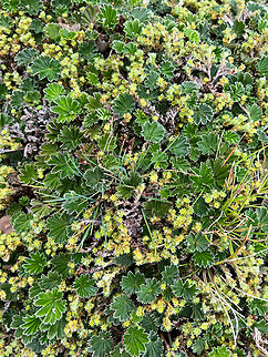 Alchemilla orbiculata, Antisana Ecological Reserve, Ecuador https://www.jungledragon.com/image/129882/alchemilla_orbiculata_-_closeup_antisana_ecological_reserve_ecuador.html Alchemilla orbiculata,Antisana Ecological Reserve,Ecuador,Ecuador 2021,Geotagged,Páramo,South America,Spring,World