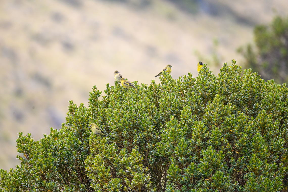 Hooded siskin, Antisana Ecological Reserve, Ecuador A flock of five. Antisana Ecological Reserve,Ecuador,Ecuador 2021,Geotagged,Hooded siskin,South America,Spinus magellanica,Spring,World