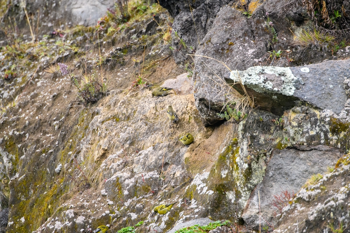 Hooded siskins, Antisana Ecological Reserve, Ecuador A flock that is foraging. They may have nests here, but I'm not sure. Antisana Ecological Reserve,Ecuador,Ecuador 2021,Geotagged,Hooded siskin,South America,Spinus magellanica,Spring,World