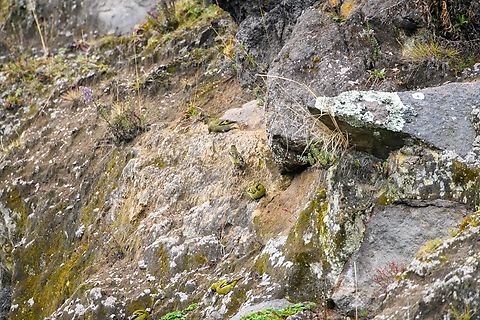Hooded siskins, Antisana Ecological Reserve, Ecuador A flock that is foraging. They may have nests here, but I'm not sure. Antisana Ecological Reserve,Ecuador,Ecuador 2021,Geotagged,Hooded siskin,South America,Spinus magellanica,Spring,World