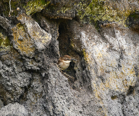 Stout-billed cinclodes nesting, Antisana Ecological Reserve, Ecuador  Antisana Ecological Reserve,Cinclodes excelsior,Ecuador,Ecuador 2021,Geotagged,South America,Spring,Stout-billed cinclodes,World