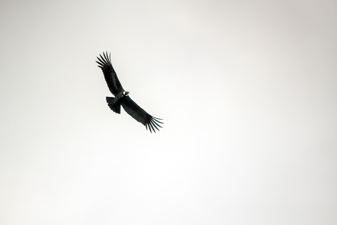 Andean Condor, Antisana Ecological Reserve, Ecuador There it is, the messenger of the gods, as the Incas would have it. The largest flying bird in the world, and the queen of the skies (this is a female). "Flying" is an overstatement, as it has been found that less than 1% of flight time is spent flapping wings.<br />
<br />
In Ecuador, there's only about 100 wild individuals left. Despite this rarity, the odds to see them here in Antisana Ecological Reserve are pretty good due to the very wide open spaces. Andean Condor,Antisana Ecological Reserve,Ecuador,Ecuador 2021,Geotagged,South America,Spring,Vultur gryphus,World