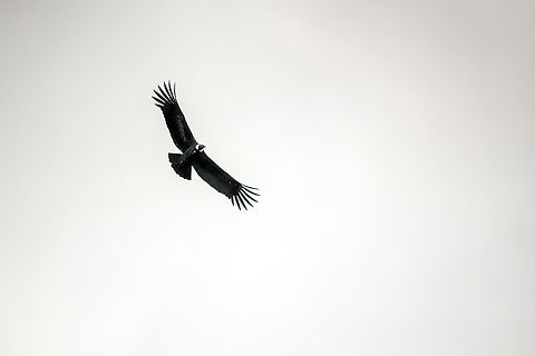 Andean Condor, Antisana Ecological Reserve, Ecuador There it is, the messenger of the gods, as the Incas would have it. The largest flying bird in the world, and the queen of the skies (this is a female). "Flying" is an overstatement, as it has been found that less than 1% of flight time is spent flapping wings.

In Ecuador, there's only about 100 wild individuals left. Despite this rarity, the odds to see them here in Antisana Ecological Reserve are pretty good due to the very wide open spaces. Andean Condor,Antisana Ecological Reserve,Ecuador,Ecuador 2021,Geotagged,South America,Spring,Vultur gryphus,World