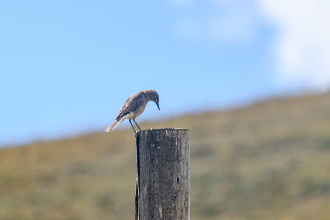 Black-billed shrike-tyrant - perched, Antisana Ecological Reserve, Ecuador <figure class="photo"><a href="https://www.jungledragon.com/image/129898/black-billed_shrike-tyrant_antisana_ecological_reserve_ecuador.html" title="Black-billed shrike-tyrant, Antisana Ecological Reserve, Ecuador"><img src="https://s3.amazonaws.com/media.jungledragon.com/images/2/129898_thumb.jpg?AWSAccessKeyId=05GMT0V3GWVNE7GGM1R2&Expires=1769040010&Signature=gmtoqayNNKyFhZwWRr3oEcFOz80%3D" width="200" height="134" alt="Black-billed shrike-tyrant, Antisana Ecological Reserve, Ecuador https://www.jungledragon.com/image/129897/black-billed_shrike-tyrant_-_perched_antisana_ecological_reserve_ecuador.html Agriornis montanus,Antisana Ecological Reserve,Black-billed shrike-tyrant,Ecuador,Ecuador 2021,Geotagged,South America,Spring,World" /></a></figure> Agriornis montanus,Antisana Ecological Reserve,Black-billed shrike-tyrant,Ecuador,Ecuador 2021,Geotagged,South America,Spring,World