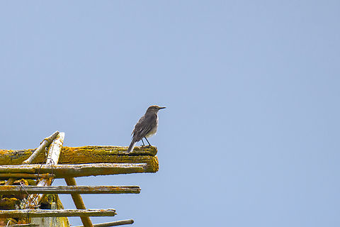 Black-billed shrike-tyrant, Antisana Ecological Reserve, Ecuador https://www.jungledragon.com/image/129897/black-billed_shrike-tyrant_-_perched_antisana_ecological_reserve_ecuador.html Agriornis montanus,Antisana Ecological Reserve,Black-billed shrike-tyrant,Ecuador,Ecuador 2021,Geotagged,South America,Spring,World