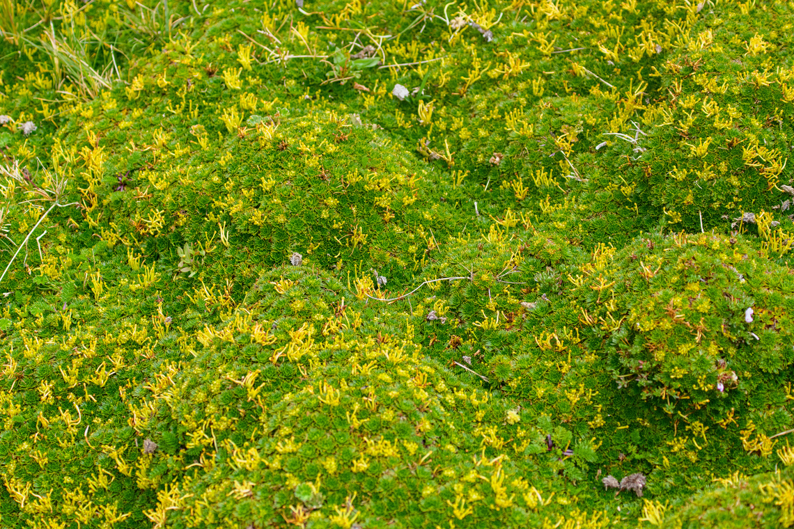 Azorella pedunculata, Antisana Ecological Reserve, Ecuador <figure class="photo"><a href="https://www.jungledragon.com/image/129900/azorella_pedunculata_-_cluster_antisana_ecological_reserve_ecuador.html" title="Azorella pedunculata - cluster, Antisana Ecological Reserve, Ecuador"><img src="https://s3.amazonaws.com/media.jungledragon.com/images/2/129900_thumb.jpg?AWSAccessKeyId=05GMT0V3GWVNE7GGM1R2&Expires=1759968010&Signature=kJfKrmunXQMgX37DgJwuUQ2vNOE%3D" width="114" height="152" alt="Azorella pedunculata - cluster, Antisana Ecological Reserve, Ecuador https://www.jungledragon.com/image/129899/azorella_pedunculata_antisana_ecological_reserve_ecuador.html Antisana Ecological Reserve,Azorella pedunculata,Ecuador,Ecuador 2021,Geotagged,P&aacute;ramo,South America,Spring,World" /></a></figure> Antisana Ecological Reserve,Azorella pedunculata,Ecuador,Ecuador 2021,Geotagged,Páramo,South America,Spring,World