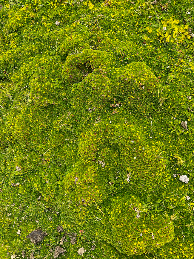 Azorella pedunculata - cluster, Antisana Ecological Reserve, Ecuador <figure class="photo"><a href="https://www.jungledragon.com/image/129899/azorella_pedunculata_antisana_ecological_reserve_ecuador.html" title="Azorella pedunculata, Antisana Ecological Reserve, Ecuador"><img src="https://s3.amazonaws.com/media.jungledragon.com/images/2/129899_thumb.jpg?AWSAccessKeyId=05GMT0V3GWVNE7GGM1R2&Expires=1759968010&Signature=lNqNnXSma0%2FtKrnr8kYHDZy1GKw%3D" width="200" height="134" alt="Azorella pedunculata, Antisana Ecological Reserve, Ecuador https://www.jungledragon.com/image/129900/azorella_pedunculata_-_cluster_antisana_ecological_reserve_ecuador.html Antisana Ecological Reserve,Azorella pedunculata,Ecuador,Ecuador 2021,Geotagged,P&aacute;ramo,South America,Spring,World" /></a></figure> Antisana Ecological Reserve,Azorella pedunculata,Ecuador,Ecuador 2021,Geotagged,Páramo,South America,Spring,World