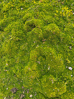 Azorella pedunculata - cluster, Antisana Ecological Reserve, Ecuador https://www.jungledragon.com/image/129899/azorella_pedunculata_antisana_ecological_reserve_ecuador.html Antisana Ecological Reserve,Azorella pedunculata,Ecuador,Ecuador 2021,Geotagged,Páramo,South America,Spring,World