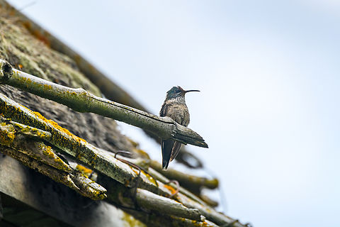 Ecuadorian hillstar - female, Antisana Ecological Reserve, Ecuador  Antisana Ecological Reserve,Ecuador,Ecuador 2021,Ecuadorian hillstar,Geotagged,Oreotrochilus chimborazo,South America,Spring,World