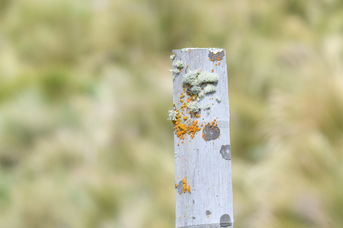Lichen on a pole, Antisana Ecological Reserve, Ecuador  Antisana Ecological Reserve,Ecuador,Ecuador 2021,Geotagged,South America,Spring,World
