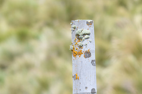 Lichen on a pole, Antisana Ecological Reserve, Ecuador  Antisana Ecological Reserve,Ecuador,Ecuador 2021,Geotagged,South America,Spring,World