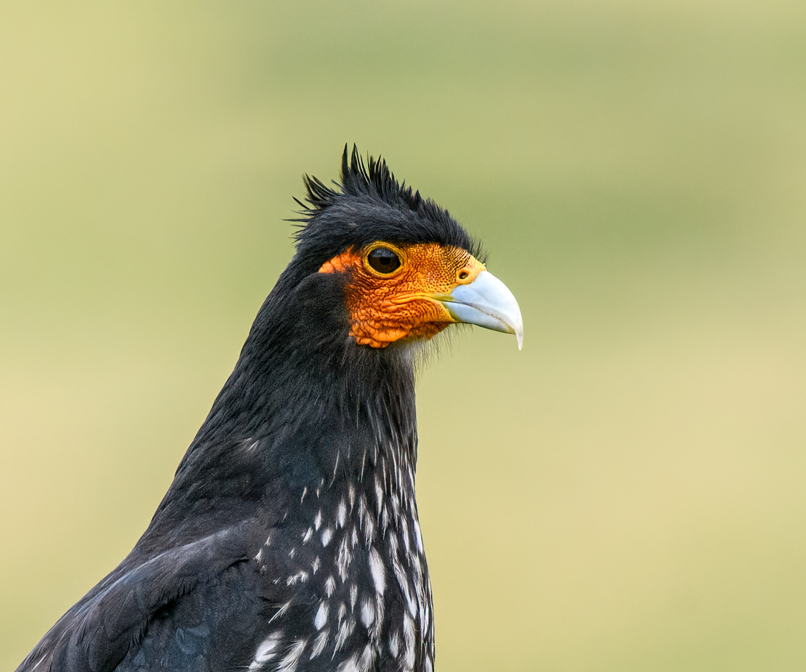 Carunculated caracara - portrait, Antisana Ecological Reserve, Ecuador A very fortunate encounter with an epic bird. It landed directly next to the road and was unbothered with us slowly getting closer. This is a high altitude caracara mostly found at ground level to feed on snails and insects. It is uncommon in Ecuador but this is a good place to try and see them. Part of the genus Phalcoboenus (Andean Caracaras).<br />
<figure class="photo"><a href="https://www.jungledragon.com/image/129965/carunculated_caracara_antisana_ecological_reserve_ecuador.html" title="Carunculated caracara, Antisana Ecological Reserve, Ecuador"><img src="https://s3.amazonaws.com/media.jungledragon.com/images/2/129965_thumb.jpg?AWSAccessKeyId=05GMT0V3GWVNE7GGM1R2&Expires=1769040010&Signature=ff9mwdEyFgBULfCDLGr7C4lVhEI%3D" width="200" height="134" alt="Carunculated caracara, Antisana Ecological Reserve, Ecuador A very fortunate encounter with an epic bird. It landed directly next to the road and was unbothered with us slowly getting closer. This is a high altitude caracara mostly found at ground level to feed on snails and insects. It is uncommon in Ecuador but this is a good place to try and see them. Part of the genus Phalcoboenus (Andean Caracaras).<br />
https://www.jungledragon.com/image/129966/carunculated_caracara_-_chest_antisana_ecological_reserve_ecuador.html<br />
https://www.jungledragon.com/image/129964/carunculated_caracara_-_portrait_antisana_ecological_reserve_ecuador.html Antisana Ecological Reserve,Carunculated caracara,Ecuador,Ecuador 2021,Geotagged,Phalcoboenus carunculatus,South America,Spring,World" /></a></figure><br />
<figure class="photo"><a href="https://www.jungledragon.com/image/129966/carunculated_caracara_-_chest_antisana_ecological_reserve_ecuador.html" title="Carunculated caracara - chest, Antisana Ecological Reserve, Ecuador"><img src="https://s3.amazonaws.com/media.jungledragon.com/images/2/129966_thumb.jpg?AWSAccessKeyId=05GMT0V3GWVNE7GGM1R2&Expires=1769040010&Signature=MmjyBiNcaUTff9rJ%2FCYxqY%2FOo6g%3D" width="200" height="134" alt="Carunculated caracara - chest, Antisana Ecological Reserve, Ecuador A very fortunate encounter with an epic bird. It landed directly next to the road and was unbothered with us slowly getting closer. This is a high altitude caracara mostly found at ground level to feed on snails and insects. It is uncommon in Ecuador but this is a good place to try and see them. Part of the genus Phalcoboenus (Andean Caracaras).<br />
https://www.jungledragon.com/image/129965/carunculated_caracara_antisana_ecological_reserve_ecuador.html<br />
https://www.jungledragon.com/image/129964/carunculated_caracara_-_portrait_antisana_ecological_reserve_ecuador.html Antisana Ecological Reserve,Carunculated caracara,Ecuador,Ecuador 2021,Geotagged,Phalcoboenus carunculatus,P&aacute;ramo,South America,Spring,World" /></a></figure> Antisana Ecological Reserve,Carunculated caracara,Ecuador,Ecuador 2021,Geotagged,Phalcoboenus carunculatus,South America,Spring,World