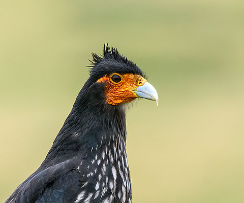 Carunculated caracara - portrait, Antisana Ecological Reserve, Ecuador A very fortunate encounter with an epic bird. It landed directly next to the road and was unbothered with us slowly getting closer. This is a high altitude caracara mostly found at ground level to feed on snails and insects. It is uncommon in Ecuador but this is a good place to try and see them. Part of the genus Phalcoboenus (Andean Caracaras).
https://www.jungledragon.com/image/129965/carunculated_caracara_antisana_ecological_reserve_ecuador.html
https://www.jungledragon.com/image/129966/carunculated_caracara_-_chest_antisana_ecological_reserve_ecuador.html Antisana Ecological Reserve,Carunculated caracara,Ecuador,Ecuador 2021,Geotagged,Phalcoboenus carunculatus,South America,Spring,World