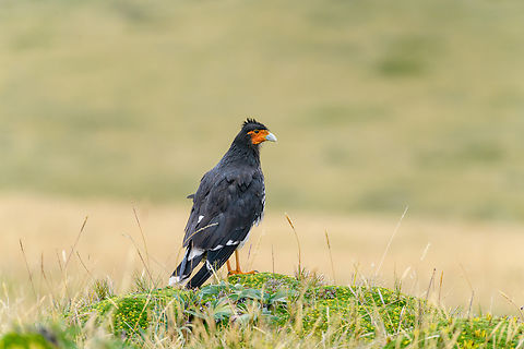 Carunculated caracara, Antisana Ecological Reserve, Ecuador A very fortunate encounter with an epic bird. It landed directly next to the road and was unbothered with us slowly getting closer. This is a high altitude caracara mostly found at ground level to feed on snails and insects. It is uncommon in Ecuador but this is a good place to try and see them. Part of the genus Phalcoboenus (Andean Caracaras).
https://www.jungledragon.com/image/129966/carunculated_caracara_-_chest_antisana_ecological_reserve_ecuador.html
https://www.jungledragon.com/image/129964/carunculated_caracara_-_portrait_antisana_ecological_reserve_ecuador.html Antisana Ecological Reserve,Carunculated caracara,Ecuador,Ecuador 2021,Geotagged,Phalcoboenus carunculatus,South America,Spring,World