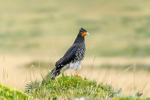 Carunculated caracara - chest, Antisana Ecological Reserve, Ecuador in Ecuador.