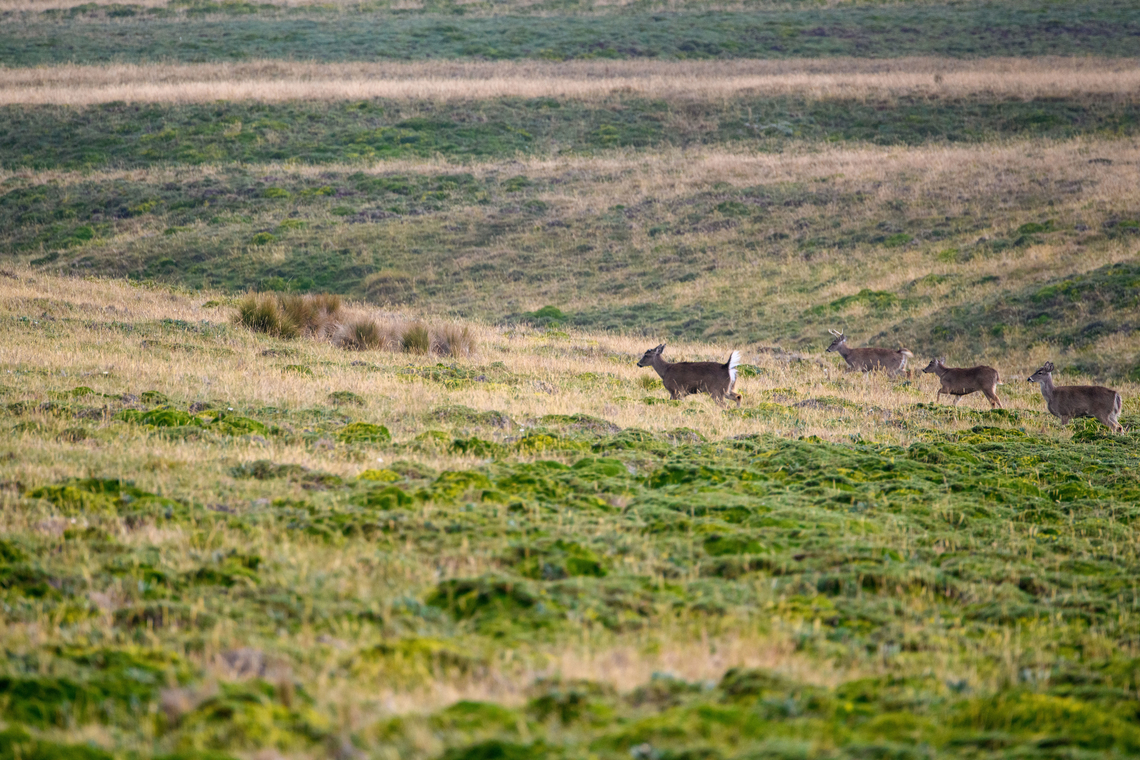 White-tailed deer, Antisana Ecological Reserve, Ecuador A small herd of deer navigating the grasslands in Antisana Ecological Reserve. It looks to be 3 females and one young male. Rarely spotted, but this area is known to host the South American Mountain Lion, which I imagine is a predator. Antisana Ecological Reserve,Ecuador,Ecuador 2021,Geotagged,Odocoileus virginianus,South America,Spring,White-tailed deer,World