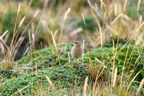 P&aacute;ramo Pipit, Antisana Ecological Reserve, Ecuador A small ground dweller found between 2,100 - 4,500m, here at roughly 4,000m.
https://www.jungledragon.com/image/129970/pramo_pipit_-_side_view_antisana_ecological_reserve_ecuador.html
https://www.jungledragon.com/image/129969/pramo_pipit_-_frontal_antisana_ecological_reserve_ecuador.html Anthus bogotensis,Antisana Ecological Reserve,Ecuador,Ecuador 2021,Geotagged,Paramo pipit,P&aacute;ramo,South America,Spring,World