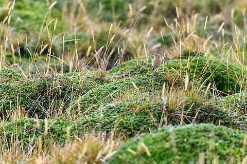 P&aacute;ramo Pipit - frontal, Antisana Ecological Reserve, Ecuador A small ground dweller found between 2,100 - 4,500m, here at roughly 4,000m.
https://www.jungledragon.com/image/129970/pramo_pipit_-_side_view_antisana_ecological_reserve_ecuador.html
https://www.jungledragon.com/image/129968/pramo_pipit_antisana_ecological_reserve_ecuador.html Anthus bogotensis,Antisana Ecological Reserve,Ecuador,Ecuador 2021,Geotagged,Paramo pipit,South America,Spring,World