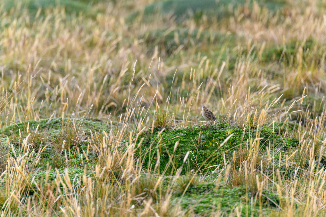 P&aacute;ramo Pipit - side view, Antisana Ecological Reserve, Ecuador A small ground dweller found between 2,100 - 4,500m, here at roughly 4,000m.<br />
<figure class="photo"><a href="https://www.jungledragon.com/image/129969/pramo_pipit_-_frontal_antisana_ecological_reserve_ecuador.html" title="P&aacute;ramo Pipit - frontal, Antisana Ecological Reserve, Ecuador"><img src="https://s3.amazonaws.com/media.jungledragon.com/images/2/129969_thumb.jpg?AWSAccessKeyId=05GMT0V3GWVNE7GGM1R2&Expires=1769040010&Signature=gnihxJB4Uix4fJXmyG91cL4cUaI%3D" width="200" height="134" alt="P&aacute;ramo Pipit - frontal, Antisana Ecological Reserve, Ecuador A small ground dweller found between 2,100 - 4,500m, here at roughly 4,000m.<br />
https://www.jungledragon.com/image/129970/pramo_pipit_-_side_view_antisana_ecological_reserve_ecuador.html<br />
https://www.jungledragon.com/image/129968/pramo_pipit_antisana_ecological_reserve_ecuador.html Anthus bogotensis,Antisana Ecological Reserve,Ecuador,Ecuador 2021,Geotagged,Paramo pipit,South America,Spring,World" /></a></figure><br />
<figure class="photo"><a href="https://www.jungledragon.com/image/129968/pramo_pipit_antisana_ecological_reserve_ecuador.html" title="P&aacute;ramo Pipit, Antisana Ecological Reserve, Ecuador"><img src="https://s3.amazonaws.com/media.jungledragon.com/images/2/129968_thumb.jpg?AWSAccessKeyId=05GMT0V3GWVNE7GGM1R2&Expires=1769040010&Signature=SxKar6%2FYNuYL5mYhZvjky7r1RnI%3D" width="200" height="134" alt="P&aacute;ramo Pipit, Antisana Ecological Reserve, Ecuador A small ground dweller found between 2,100 - 4,500m, here at roughly 4,000m.<br />
https://www.jungledragon.com/image/129970/pramo_pipit_-_side_view_antisana_ecological_reserve_ecuador.html<br />
https://www.jungledragon.com/image/129969/pramo_pipit_-_frontal_antisana_ecological_reserve_ecuador.html Anthus bogotensis,Antisana Ecological Reserve,Ecuador,Ecuador 2021,Geotagged,Paramo pipit,P&aacute;ramo,South America,Spring,World" /></a></figure> Anthus bogotensis,Antisana Ecological Reserve,Ecuador,Ecuador 2021,Geotagged,Paramo pipit,South America,Spring,World