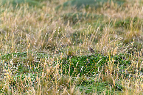 P&aacute;ramo Pipit - side view, Antisana Ecological Reserve, Ecuador A small ground dweller found between 2,100 - 4,500m, here at roughly 4,000m.
https://www.jungledragon.com/image/129969/pramo_pipit_-_frontal_antisana_ecological_reserve_ecuador.html
https://www.jungledragon.com/image/129968/pramo_pipit_antisana_ecological_reserve_ecuador.html Anthus bogotensis,Antisana Ecological Reserve,Ecuador,Ecuador 2021,Geotagged,Paramo pipit,South America,Spring,World