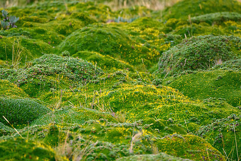Field of Azorella pedunculata, Antisana Ecological Reserve, Ecuador  Antisana Ecological Reserve,Azorella pedunculata,Ecuador,Ecuador 2021,Geotagged,Páramo,South America,Spring,World