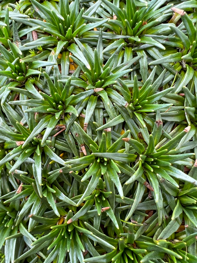 Water Mattress - closeup 2, Antisana Ecological Reserve, Ecuador This plant occurs in large clusters shaped like a cushion. Manuel (our guide) referred to it as the "poor man's mattress". Aptly named as it's only slightly more comfortable compared to plain rock. These plants have a hard, plastic-like feeling to them.<br />
<figure class="photo"><a href="https://www.jungledragon.com/image/129975/water_mattress_antisana_ecological_reserve_ecuador.html" title="Water Mattress, Antisana Ecological Reserve, Ecuador"><img src="https://s3.amazonaws.com/media.jungledragon.com/images/2/129975_thumb.jpg?AWSAccessKeyId=05GMT0V3GWVNE7GGM1R2&Expires=1769040010&Signature=KyP8A1Mf6Thy5AV2hFCvi%2BA5k5I%3D" width="114" height="152" alt="Water Mattress, Antisana Ecological Reserve, Ecuador This plant occurs in large clusters shaped like a cushion. Manuel (our guide) referred to it as the "poor man's mattress". Aptly named as it's only slightly more comfortable compared to plain rock. These plants have a hard, plastic-like feeling to them.<br />
https://www.jungledragon.com/image/129974/water_mattress_-_closeup_1_antisana_ecological_reserve_ecuador.html<br />
https://www.jungledragon.com/image/129973/water_mattress_-_closeup_2_antisana_ecological_reserve_ecuador.html Antisana Ecological Reserve,Ecuador,Ecuador 2021,Geotagged,Plantago rigida,South America,Spring,World" /></a></figure><br />
<figure class="photo"><a href="https://www.jungledragon.com/image/129974/water_mattress_-_closeup_1_antisana_ecological_reserve_ecuador.html" title="Water Mattress - closeup 1, Antisana Ecological Reserve, Ecuador"><img src="https://s3.amazonaws.com/media.jungledragon.com/images/2/129974_thumb.jpg?AWSAccessKeyId=05GMT0V3GWVNE7GGM1R2&Expires=1769040010&Signature=Vtc6FXreYwMhoE38NMbZI7klcwA%3D" width="114" height="152" alt="Water Mattress - closeup 1, Antisana Ecological Reserve, Ecuador This plant occurs in large clusters shaped like a cushion. Manuel (our guide) referred to it as the "poor man's mattress". Aptly named as it's only slightly more comfortable compared to plain rock. These plants have a hard, plastic-like feeling to them.<br />
https://www.jungledragon.com/image/129975/water_mattress_antisana_ecological_reserve_ecuador.html<br />
https://www.jungledragon.com/image/129973/water_mattress_-_closeup_2_antisana_ecological_reserve_ecuador.html Antisana Ecological Reserve,Ecuador,Ecuador 2021,Geotagged,Plantago rigida,P&aacute;ramo,South America,Spring,Water Mattress,World" /></a></figure> Antisana Ecological Reserve,Ecuador,Ecuador 2021,Geotagged,Plantago rigida,South America,Spring,Water Mattress,World