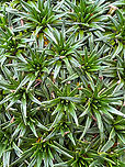 Water Mattress - closeup 2, Antisana Ecological Reserve, Ecuador This plant occurs in large clusters shaped like a cushion. Manuel (our guide) referred to it as the "poor man's mattress". Aptly named as it's only slightly more comfortable compared to plain rock. These plants have a hard, plastic-like feeling to them.<br />
https://www.jungledragon.com/image/129975/water_mattress_antisana_ecological_reserve_ecuador.html<br />
https://www.jungledragon.com/image/129974/water_mattress_-_closeup_1_antisana_ecological_reserve_ecuador.html Antisana Ecological Reserve,Ecuador,Ecuador 2021,Geotagged,Plantago rigida,South America,Spring,Water Mattress,World