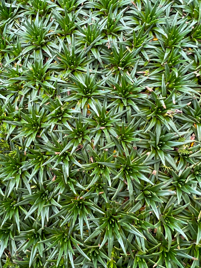 Water Mattress - closeup 1, Antisana Ecological Reserve, Ecuador This plant occurs in large clusters shaped like a cushion. Manuel (our guide) referred to it as the "poor man's mattress". Aptly named as it's only slightly more comfortable compared to plain rock. These plants have a hard, plastic-like feeling to them.<br />
<figure class="photo"><a href="https://www.jungledragon.com/image/129975/water_mattress_antisana_ecological_reserve_ecuador.html" title="Water Mattress, Antisana Ecological Reserve, Ecuador"><img src="https://s3.amazonaws.com/media.jungledragon.com/images/2/129975_thumb.jpg?AWSAccessKeyId=05GMT0V3GWVNE7GGM1R2&Expires=1769040010&Signature=KyP8A1Mf6Thy5AV2hFCvi%2BA5k5I%3D" width="114" height="152" alt="Water Mattress, Antisana Ecological Reserve, Ecuador This plant occurs in large clusters shaped like a cushion. Manuel (our guide) referred to it as the "poor man's mattress". Aptly named as it's only slightly more comfortable compared to plain rock. These plants have a hard, plastic-like feeling to them.<br />
https://www.jungledragon.com/image/129974/water_mattress_-_closeup_1_antisana_ecological_reserve_ecuador.html<br />
https://www.jungledragon.com/image/129973/water_mattress_-_closeup_2_antisana_ecological_reserve_ecuador.html Antisana Ecological Reserve,Ecuador,Ecuador 2021,Geotagged,Plantago rigida,South America,Spring,World" /></a></figure><br />
<figure class="photo"><a href="https://www.jungledragon.com/image/129973/water_mattress_-_closeup_2_antisana_ecological_reserve_ecuador.html" title="Water Mattress - closeup 2, Antisana Ecological Reserve, Ecuador"><img src="https://s3.amazonaws.com/media.jungledragon.com/images/2/129973_thumb.jpg?AWSAccessKeyId=05GMT0V3GWVNE7GGM1R2&Expires=1769040010&Signature=0MVZlbejskJDu6DA5fReugLy75k%3D" width="114" height="152" alt="Water Mattress - closeup 2, Antisana Ecological Reserve, Ecuador This plant occurs in large clusters shaped like a cushion. Manuel (our guide) referred to it as the "poor man's mattress". Aptly named as it's only slightly more comfortable compared to plain rock. These plants have a hard, plastic-like feeling to them.<br />
https://www.jungledragon.com/image/129975/water_mattress_antisana_ecological_reserve_ecuador.html<br />
https://www.jungledragon.com/image/129974/water_mattress_-_closeup_1_antisana_ecological_reserve_ecuador.html Antisana Ecological Reserve,Ecuador,Ecuador 2021,Geotagged,Plantago rigida,South America,Spring,Water Mattress,World" /></a></figure> Antisana Ecological Reserve,Ecuador,Ecuador 2021,Geotagged,Plantago rigida,P&aacute;ramo,South America,Spring,Water Mattress,World
