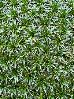Water Mattress - closeup 1, Antisana Ecological Reserve, Ecuador This plant occurs in large clusters shaped like a cushion. Manuel (our guide) referred to it as the "poor man's mattress". Aptly named as it's only slightly more comfortable compared to plain rock. These plants have a hard, plastic-like feeling to them.
https://www.jungledragon.com/image/129975/water_mattress_antisana_ecological_reserve_ecuador.html
https://www.jungledragon.com/image/129973/water_mattress_-_closeup_2_antisana_ecological_reserve_ecuador.html Antisana Ecological Reserve,Ecuador,Ecuador 2021,Geotagged,Plantago rigida,Páramo,South America,Spring,Water Mattress,World