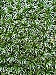 Water Mattress - closeup 1, Antisana Ecological Reserve, Ecuador This plant occurs in large clusters shaped like a cushion. Manuel (our guide) referred to it as the "poor man's mattress". Aptly named as it's only slightly more comfortable compared to plain rock. These plants have a hard, plastic-like feeling to them.<br />
https://www.jungledragon.com/image/129975/water_mattress_antisana_ecological_reserve_ecuador.html<br />
https://www.jungledragon.com/image/129973/water_mattress_-_closeup_2_antisana_ecological_reserve_ecuador.html Antisana Ecological Reserve,Ecuador,Ecuador 2021,Geotagged,Plantago rigida,P&aacute;ramo,South America,Spring,Water Mattress,World