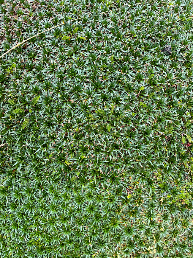Water Mattress, Antisana Ecological Reserve, Ecuador This plant occurs in large clusters shaped like a cushion. Manuel (our guide) referred to it as the "poor man's mattress". Aptly named as it's only slightly more comfortable compared to plain rock. These plants have a hard, plastic-like feeling to them.<br />
<figure class="photo"><a href="https://www.jungledragon.com/image/129974/water_mattress_-_closeup_1_antisana_ecological_reserve_ecuador.html" title="Water Mattress - closeup 1, Antisana Ecological Reserve, Ecuador"><img src="https://s3.amazonaws.com/media.jungledragon.com/images/2/129974_thumb.jpg?AWSAccessKeyId=05GMT0V3GWVNE7GGM1R2&Expires=1769040010&Signature=Vtc6FXreYwMhoE38NMbZI7klcwA%3D" width="114" height="152" alt="Water Mattress - closeup 1, Antisana Ecological Reserve, Ecuador This plant occurs in large clusters shaped like a cushion. Manuel (our guide) referred to it as the "poor man's mattress". Aptly named as it's only slightly more comfortable compared to plain rock. These plants have a hard, plastic-like feeling to them.<br />
https://www.jungledragon.com/image/129975/water_mattress_antisana_ecological_reserve_ecuador.html<br />
https://www.jungledragon.com/image/129973/water_mattress_-_closeup_2_antisana_ecological_reserve_ecuador.html Antisana Ecological Reserve,Ecuador,Ecuador 2021,Geotagged,Plantago rigida,P&aacute;ramo,South America,Spring,Water Mattress,World" /></a></figure><br />
<figure class="photo"><a href="https://www.jungledragon.com/image/129973/water_mattress_-_closeup_2_antisana_ecological_reserve_ecuador.html" title="Water Mattress - closeup 2, Antisana Ecological Reserve, Ecuador"><img src="https://s3.amazonaws.com/media.jungledragon.com/images/2/129973_thumb.jpg?AWSAccessKeyId=05GMT0V3GWVNE7GGM1R2&Expires=1769040010&Signature=0MVZlbejskJDu6DA5fReugLy75k%3D" width="114" height="152" alt="Water Mattress - closeup 2, Antisana Ecological Reserve, Ecuador This plant occurs in large clusters shaped like a cushion. Manuel (our guide) referred to it as the "poor man's mattress". Aptly named as it's only slightly more comfortable compared to plain rock. These plants have a hard, plastic-like feeling to them.<br />
https://www.jungledragon.com/image/129975/water_mattress_antisana_ecological_reserve_ecuador.html<br />
https://www.jungledragon.com/image/129974/water_mattress_-_closeup_1_antisana_ecological_reserve_ecuador.html Antisana Ecological Reserve,Ecuador,Ecuador 2021,Geotagged,Plantago rigida,South America,Spring,Water Mattress,World" /></a></figure> Antisana Ecological Reserve,Ecuador,Ecuador 2021,Geotagged,Plantago rigida,South America,Spring,World