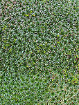 Water Mattress, Antisana Ecological Reserve, Ecuador This plant occurs in large clusters shaped like a cushion. Manuel (our guide) referred to it as the "poor man's mattress". Aptly named as it's only slightly more comfortable compared to plain rock. These plants have a hard, plastic-like feeling to them.<br />
https://www.jungledragon.com/image/129974/water_mattress_-_closeup_1_antisana_ecological_reserve_ecuador.html<br />
https://www.jungledragon.com/image/129973/water_mattress_-_closeup_2_antisana_ecological_reserve_ecuador.html Antisana Ecological Reserve,Ecuador,Ecuador 2021,Geotagged,Plantago rigida,South America,Spring,World