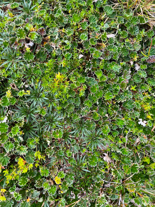 Páramo plant mix, Antisana Ecological Reserve, Ecuador Three or four typical P&aacute;ramo plants on a small section of floor. Antisana Ecological Reserve,Ecuador,Ecuador 2021,Geotagged,Páramo,South America,Spring,World
