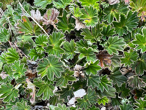Alchemilla orbiculata - leafs, Antisana Ecological Reserve, Ecuador Leafs without flower. Alchemilla orbiculata,Antisana Ecological Reserve,Ecuador,Ecuador 2021,Geotagged,South America,Spring,World