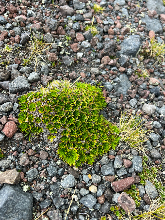 Azorella pedunculata - leafs, Antisana Ecological Reserve, Ecuador Small non-flowering cluster. It might one day grow into this:<br />
<figure class="photo"><a href="https://www.jungledragon.com/image/129900/azorella_pedunculata_-_cluster_antisana_ecological_reserve_ecuador.html" title="Azorella pedunculata - cluster, Antisana Ecological Reserve, Ecuador"><img src="https://s3.amazonaws.com/media.jungledragon.com/images/2/129900_thumb.jpg?AWSAccessKeyId=05GMT0V3GWVNE7GGM1R2&Expires=1769040010&Signature=o%2BXGD3kgLXU06mSzK3ZmGCjhVq8%3D" width="114" height="152" alt="Azorella pedunculata - cluster, Antisana Ecological Reserve, Ecuador https://www.jungledragon.com/image/129899/azorella_pedunculata_antisana_ecological_reserve_ecuador.html Antisana Ecological Reserve,Azorella pedunculata,Ecuador,Ecuador 2021,Geotagged,P&aacute;ramo,South America,Spring,World" /></a></figure> Antisana Ecological Reserve,Azorella pedunculata,Ecuador,Ecuador 2021,Geotagged,South America,Spring,World