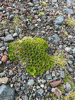 Azorella pedunculata - leafs, Antisana Ecological Reserve, Ecuador Small non-flowering cluster. It might one day grow into this:
https://www.jungledragon.com/image/129900/azorella_pedunculata_-_cluster_antisana_ecological_reserve_ecuador.html Antisana Ecological Reserve,Azorella pedunculata,Ecuador,Ecuador 2021,Geotagged,South America,Spring,World