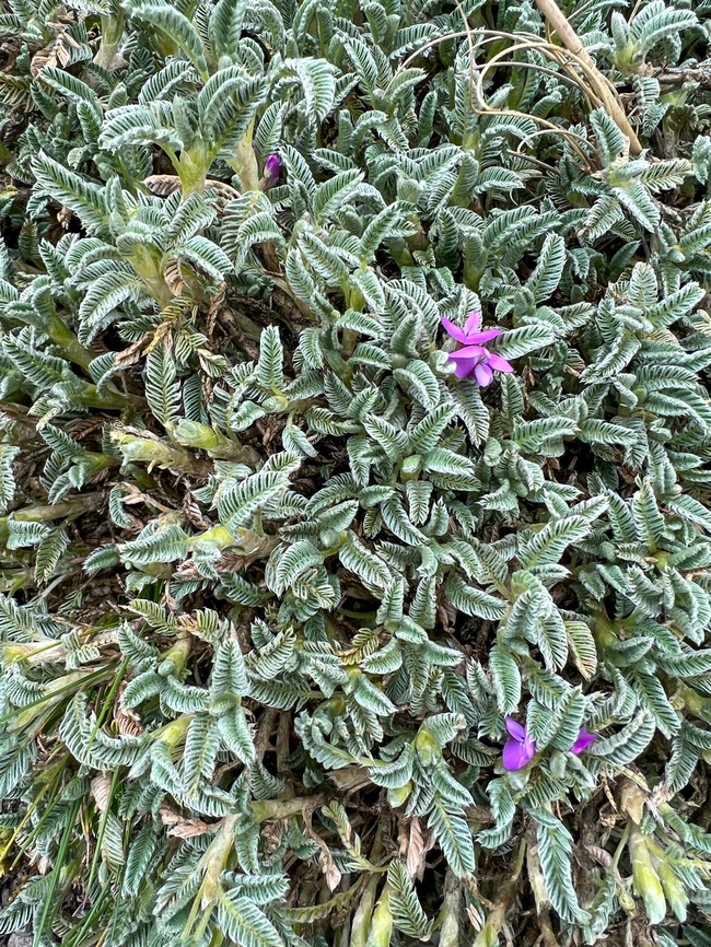 Astragalus geminiflorus, Antisana Ecological Reserve, Ecuador Fern-like but not sure. Note that the purple flowers do not necessarily belong to the same plant, but they might. Antisana Ecological Reserve,Astragalus geminiflorus,Ecuador,Ecuador 2021,Geotagged,Páramo,South America,Spring,World