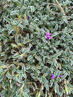 Astragalus geminiflorus, Antisana Ecological Reserve, Ecuador Fern-like but not sure. Note that the purple flowers do not necessarily belong to the same plant, but they might. Antisana Ecological Reserve,Astragalus geminiflorus,Ecuador,Ecuador 2021,Geotagged,Páramo,South America,Spring,World