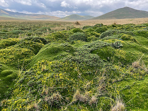 Antisana Ecological Reserve, Ecuador  Antisana Ecological Reserve,Ecuador,Ecuador 2021,Geotagged,South America,Spring,World