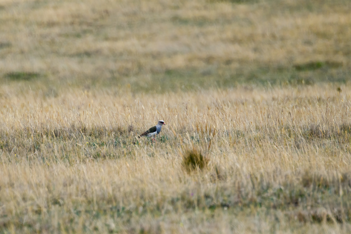 Andean lapwing, Antisana Ecological Reserve, Ecuador Deep crop, it was very far away. Andean lapwing,Antisana Ecological Reserve,Ecuador,Ecuador 2021,Geotagged,South America,Spring,Vanellus resplendens,World