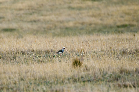 Andean lapwing, Antisana Ecological Reserve, Ecuador Deep crop, it was very far away. Andean lapwing,Antisana Ecological Reserve,Ecuador,Ecuador 2021,Geotagged,South America,Spring,Vanellus resplendens,World