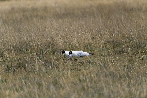Andean gull, Antisana Ecological Reserve, Ecuador https://www.jungledragon.com/image/129985/andean_gull_-_foraging_antisana_ecological_reserve_ecuador.html
https://www.jungledragon.com/image/129986/andean_gull_-_closeup_antisana_ecological_reserve_ecuador.html
 Andean gull,Antisana Ecological Reserve,Chroicocephalus serranus,Ecuador,Ecuador 2021,Geotagged,South America,Spring,World